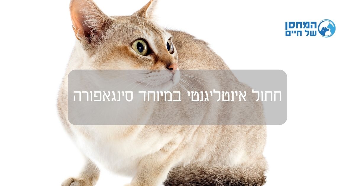 חתול אינטליגנטי במיוחד סינגאפורה
